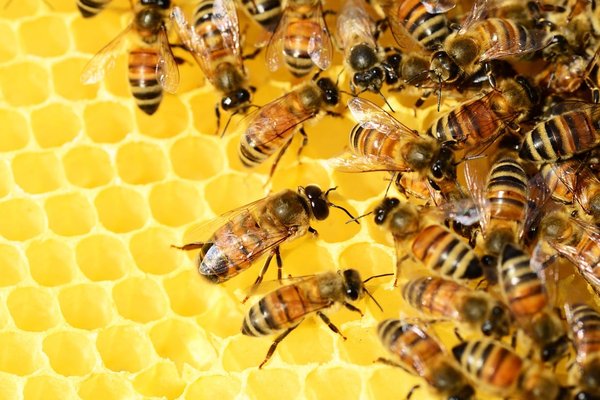 Quels sont les moyens efficaces de sensibiliser à la protection des abeilles et de la pollinisation ?